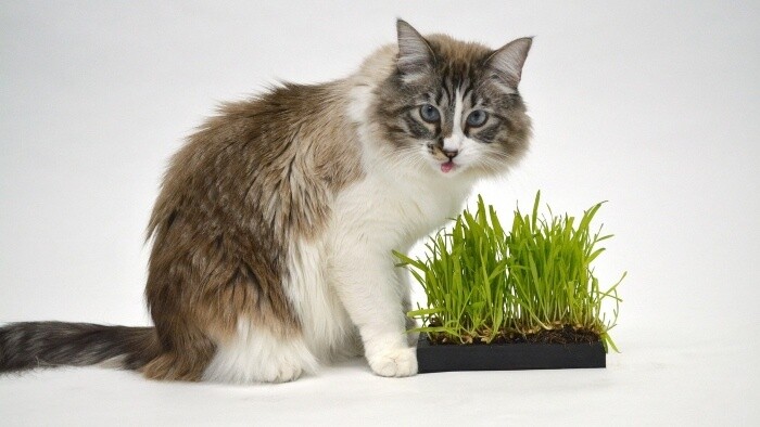 Keď sa pes a mačka idú pásť