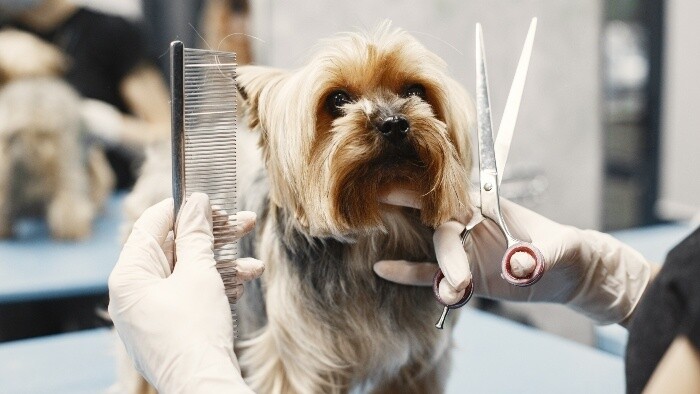 Psí stres po strihaní v salóne