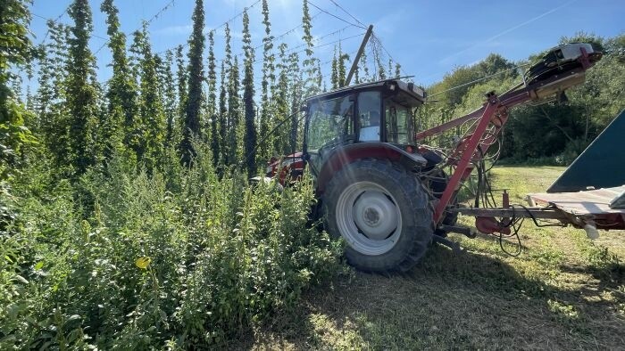 Nuevas tecnologías protegen el lúpulo de la sequía y enfermedades