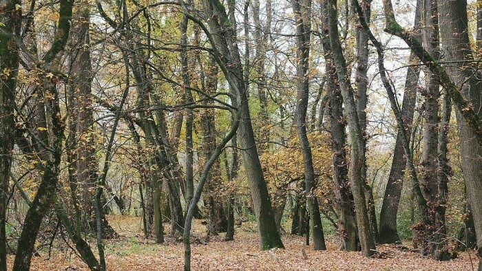 Природный заповедник Рашковский луг 
