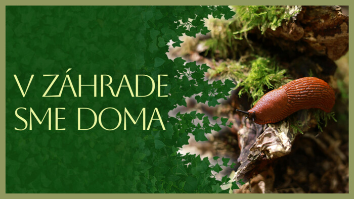 Ako na slizovca v záhrade | V záhrade sme doma