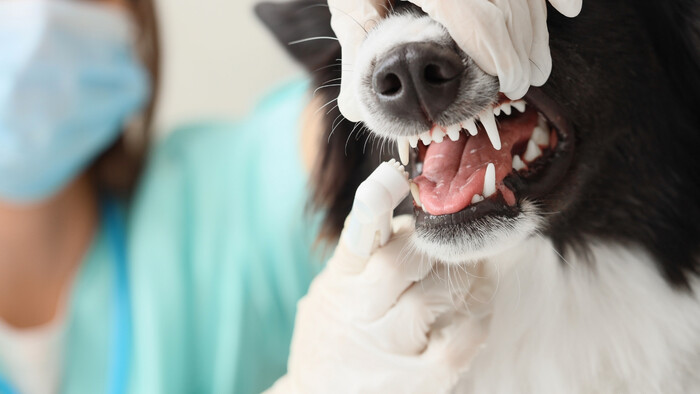 Dentálny púder pre psy 