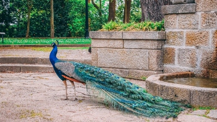 V talianskej Ravene sa rozmnožili voľne žijúce pávy