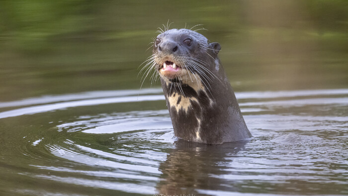 WildReturnPrednaska KDF (120 of 752) .jpg