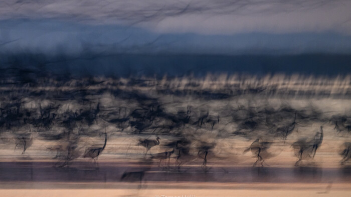 WildReturnPrednaska KDF (183 of 752) .jpg