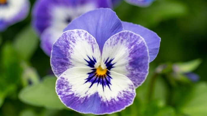 Zamyslenie / Viola