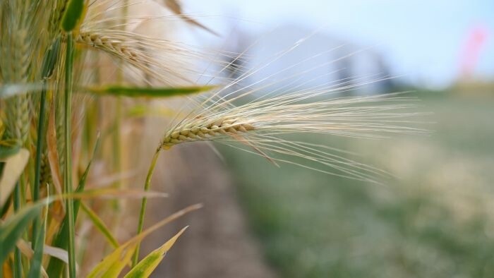 L'agriculture slovaque confrontée à la sécheresse et à la crise du lait