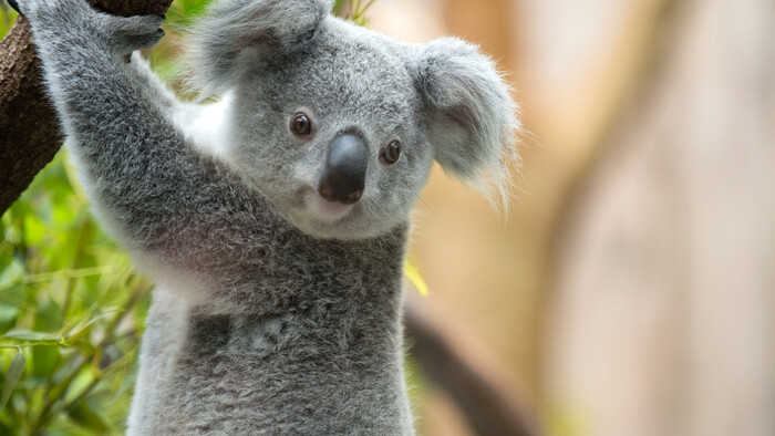 Priveľa koál v Južnej Austrálii