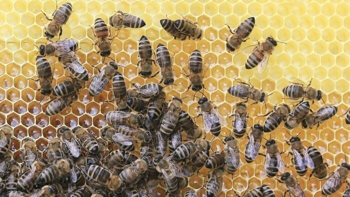 Posun v teórii, ako vznikne z larvy včelia kráľovná