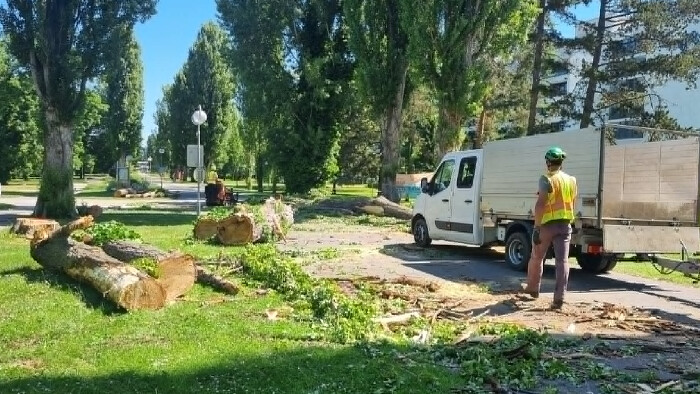 V Piešťanoch v parku zlikvidujú časť rizikových topoľov