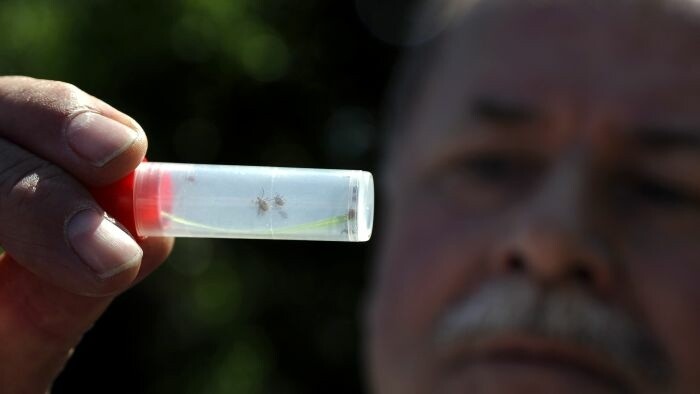 Se ha confirmado la encefalitis transmitida por garrapatas en dos explotaciones de pequeños rumiantes