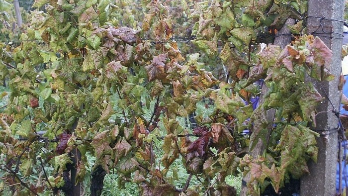 Krise im Weinbau: Gefährliche Krankheit befällt Großteil slowakischer Rebflächen