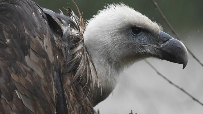 Un vautour fauve observé dans le nord de la Slovaquie