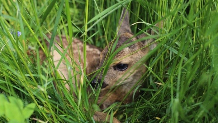 OZ Zvieratá Liptova zachraňuje srnčiatka pred pokosením