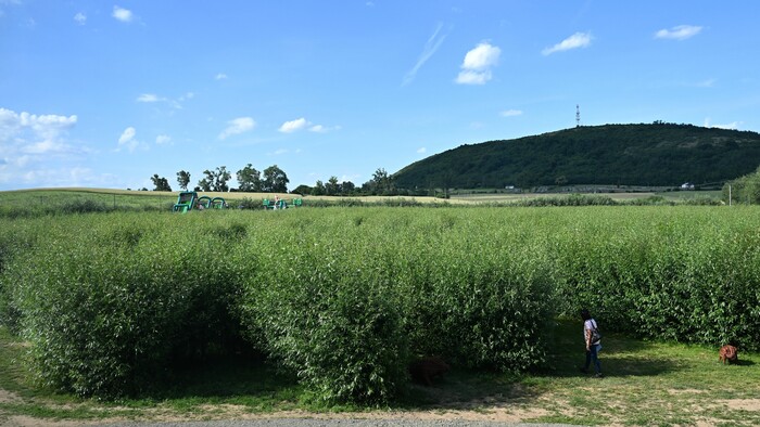 Willkov park
