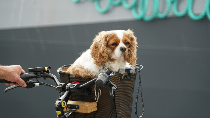 So psom na bicykli