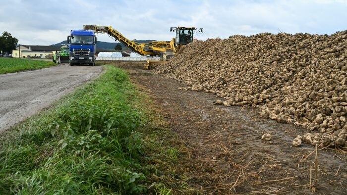 Los productores de remolacha azucarera recibirán ayudas este año 