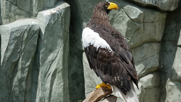 Première reproduction d’un aigle rare