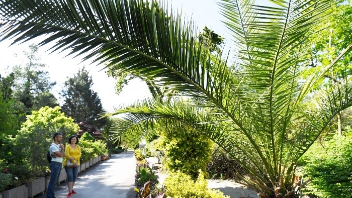 Horúčavy škodia aj rastlinám v botanickej záhrade