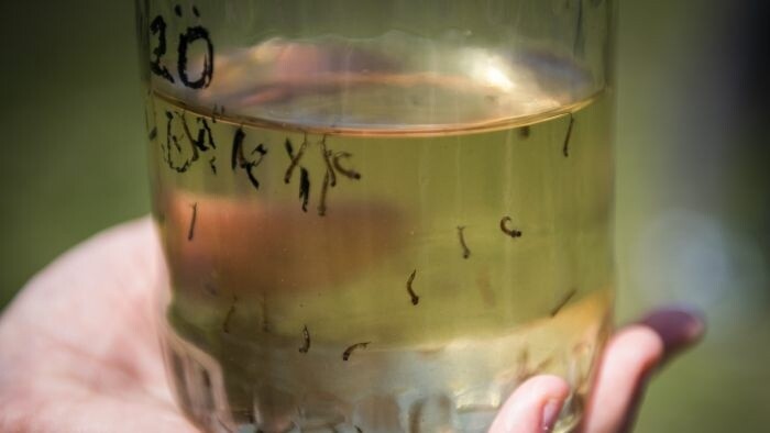 Eslovaquia carece de un sistema nacional para vigilar los virus transmitidos por mosquitos