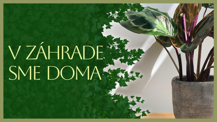 Calathea | V záhrade sme doma