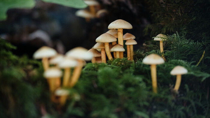 Fascinujúci svet húb