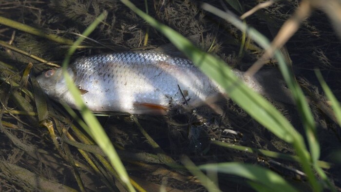 Horúčavy a chýbajúce zrážky sa podpisujú aj na úhynoch rýb