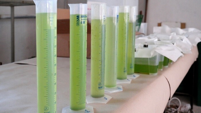 Biodünger aus Algen und Abwasser