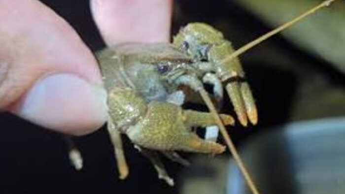 Raky riavové počas letných horúčav nezahynuli