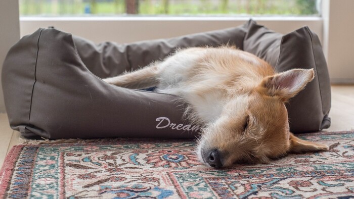 Mentálne preťažený pes