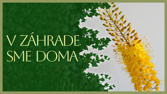 Eremurus - fakľa | V záhrade sme doma