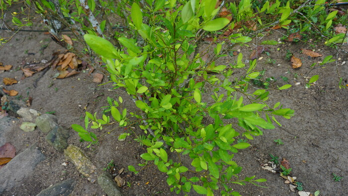 0173 kolumbia.JPG