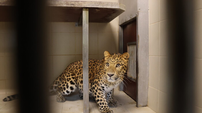 Do košickej zoo priviezli leoparda čínskeho 