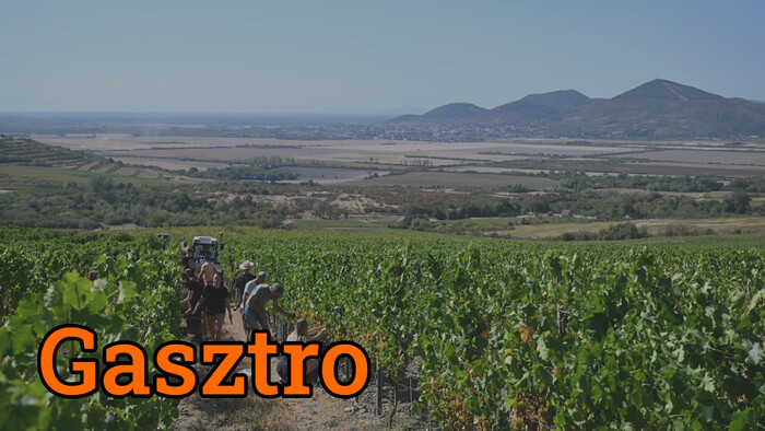 Gasztrorovat Luigival – Szüret