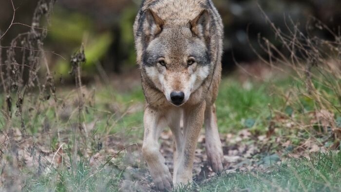 El Ministerio de Agricultura ha decidido la cuota de caza del lobo