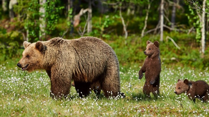 Nemecká zoologička skúma medvede na Slovensku