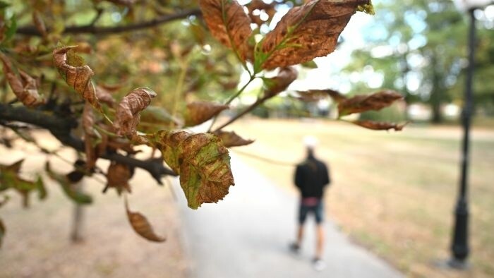 A los eslovacos les encantan las vacaciones de otoño