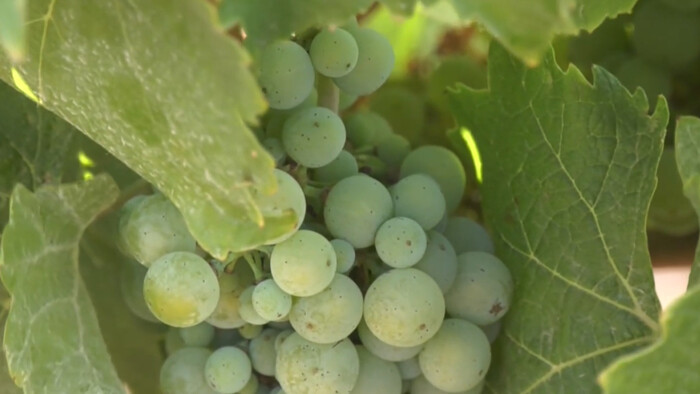 Na Slovensku vznikla iniciatíva Zdravý vinič