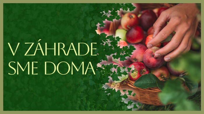 Zber a uskladnenie jabĺk | V záhrade sme doma