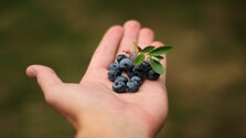 Kanadské čučoriedky | Sobota s Jánom Škorňom