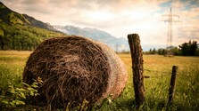 pexels-pripicart-518557.jpg