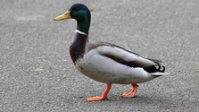 Švajčiari vyšetrovali cestnú pirátku - kačicu divokú