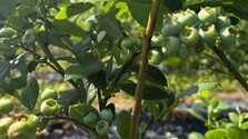 cucoriedky_16x9.jpg