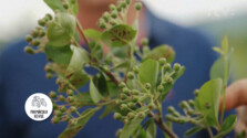aronia 16x9.png