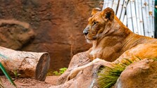 Nechcení domáci miláčikovia skončia v ZOO