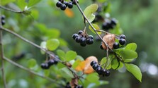 aronia.jpg