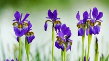 iris.jpg