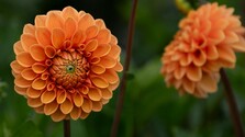 dahlia.jpg