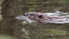 Poľsko schválilo odstrel desiatok bobrov v Pieninách pri hraniciach so Slovenskom,  spôsobujú vážne škody