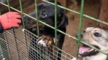 Vianočný darček, ktorý sa nedá vrátiť: Po sviatkoch pribúdajú opustené zvieratá, útulky upozorňujú na plné kapacity